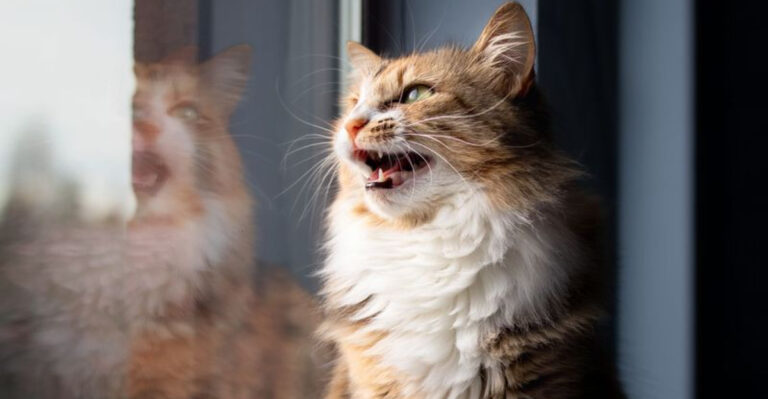16 Natural Cat Behaviors You Should Never Discourage
