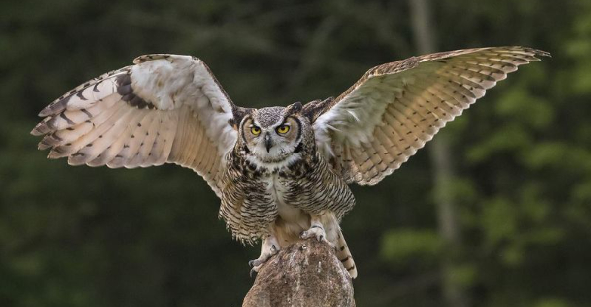 16 Of The World’s Most Dangerous Birds And How To Stay Safe