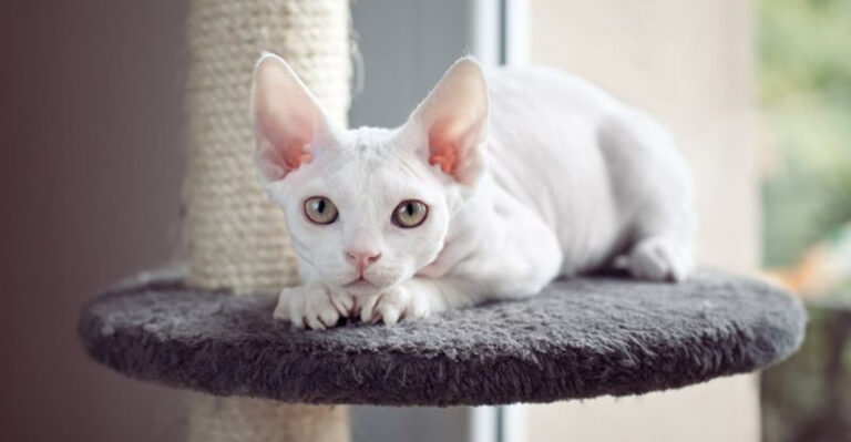 16 Playful Cat Breeds That Will Keep You Entertained For Hours