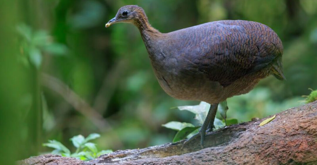 16 Rare And Fascinating Animals You’ve Never Heard Of