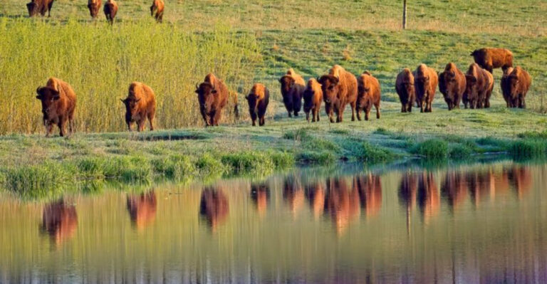 16 Reasons Bison Are The Most Incredible Grassland Giants