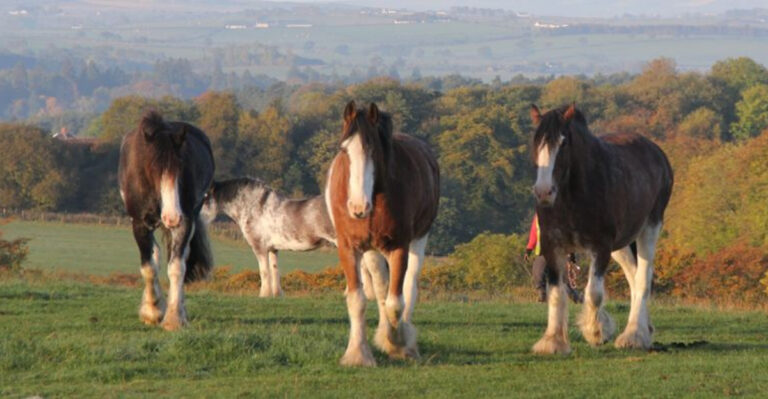 16 Reasons Clydesdales Are The Most Majestic Horses