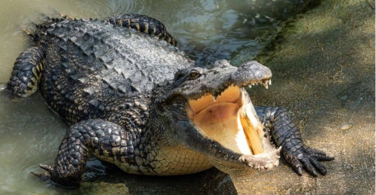 16 Reasons Crocodiles Are The Most Incredible Survivalists