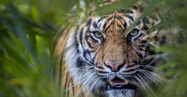 16 Reasons Sumatran Tigers Aren’t Extinct Yet, According To Science