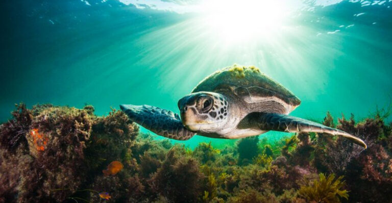 16 Reasons Turtles Are The Most Incredible Ancient Survivors