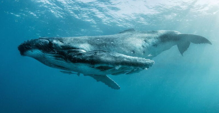 16 Reasons Whales Are The Most Incredible Oceanic Creatures
