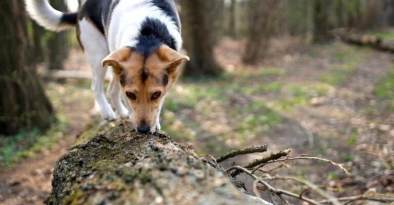 16 Reasons Why Dogs Sniff Everything