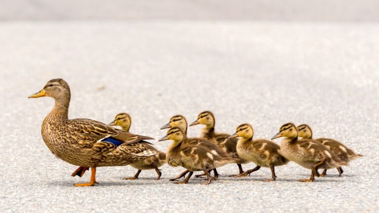 16 Reasons Why Ducks Are The Ultimate Pet Choice
