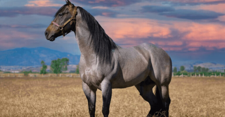 16 Reasons Why Horses Sleep Standing Up