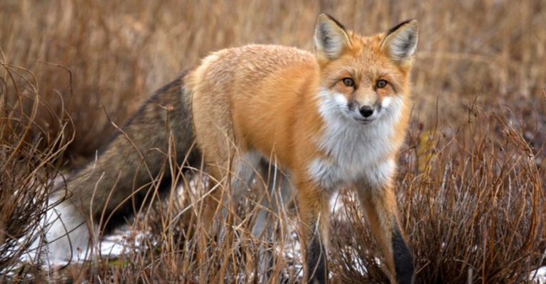 16 Reasons Why Red Foxes Are The Most Incredible Survivors