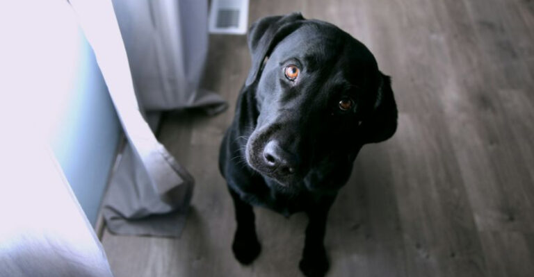 16 Signs Your Pet Understands A Lot More Than You Think