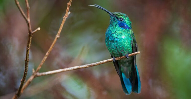 16 Signs You’re Doing Everything Right For Your Hummingbirds
