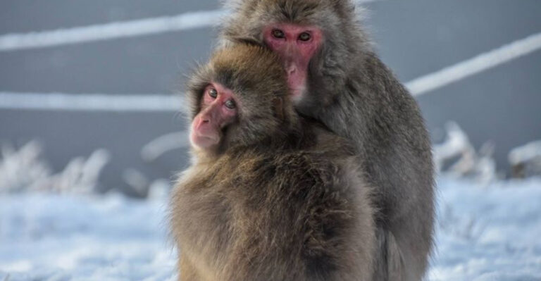 16 Smartest Animals In The Wild