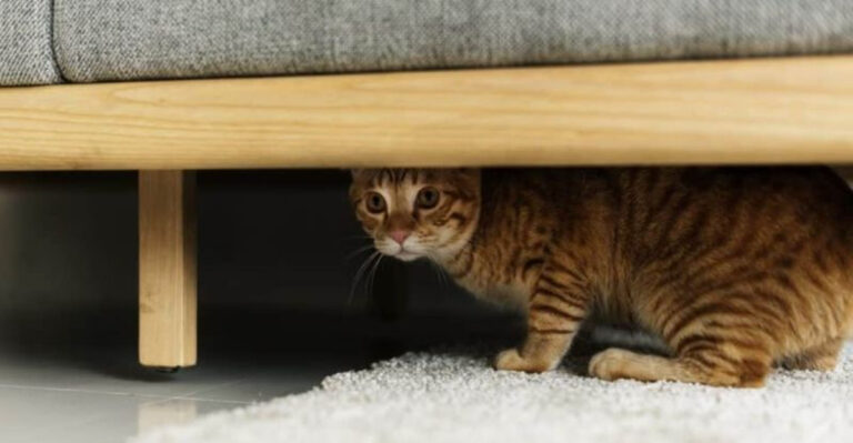 16 Subtle Ways Cats Show They're Feeling Anxious