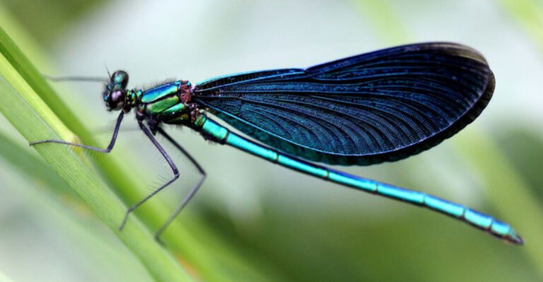 16 Surprising Facts About Dragonflies You’ve Never Heard Before