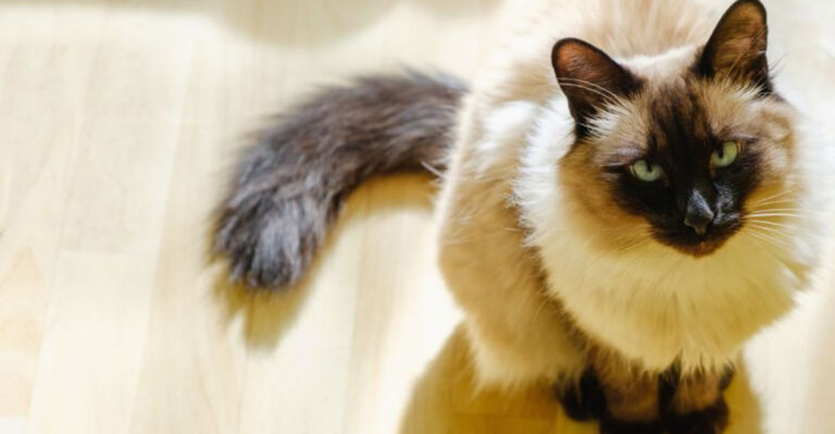 16 Surprising Facts About The Balinese Cat You Never Knew