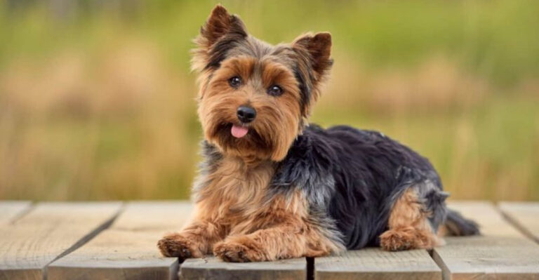 16 Surprising Facts About Yorkshire Terriers You’ll Love