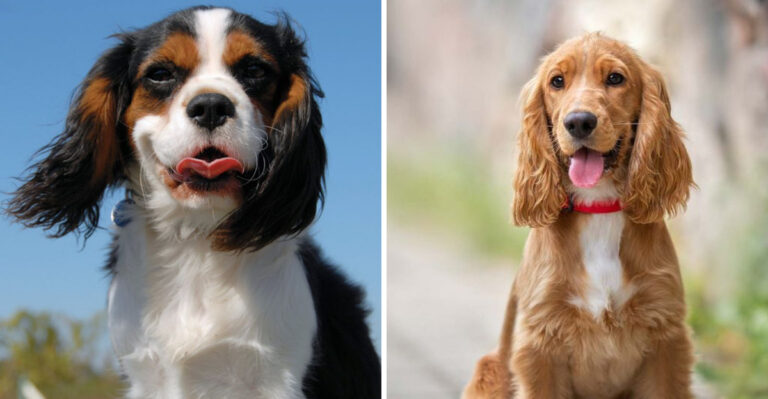 16 Surprising Similarities Between Cocker Spaniels And Cavalier King Charles Spaniels