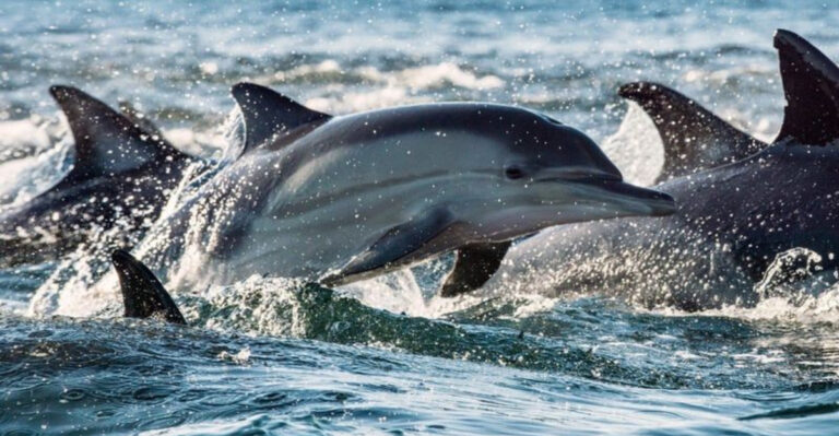 16 Surprising Similarities Between Dolphins And Octopuses That Prove They’re Geniuses
