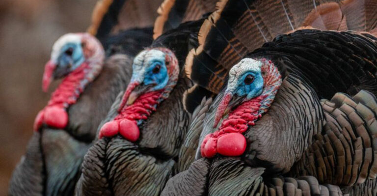 16 Surprising Turkey Facts Every Aspiring Farmer Should Know