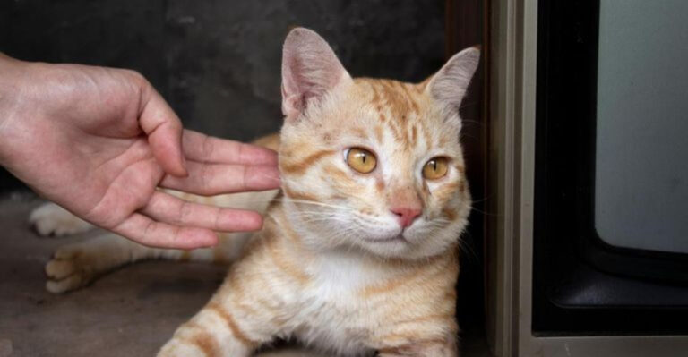 16 Surprising Ways You Could Be Making Life Tough For Your Cat
