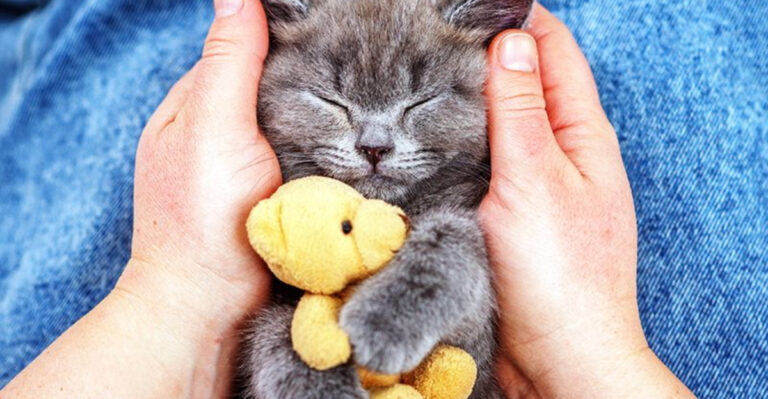 16 Surprising Ways Your Cat Tries To Make You Feel Better