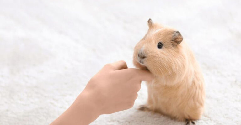 16 Sweet Ways Guinea Pigs Show They Love You