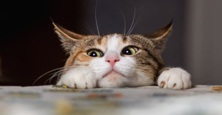 16 Telltale Signs Your Cat Is Bored (And How To Fix It)