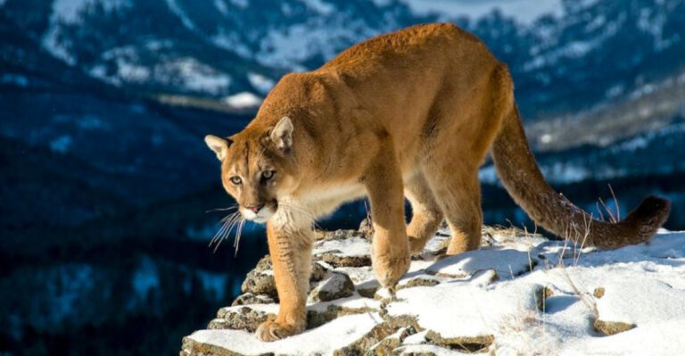 16 Terrifying Apex Predators That Took Down Creatures Twice Their Size
