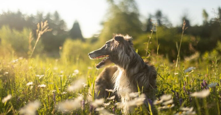 16 Things Every Owner Should Know About The Silken Windhound