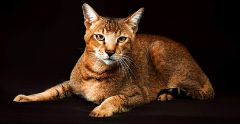 16 Things That Make The Chausie A Unique Feline