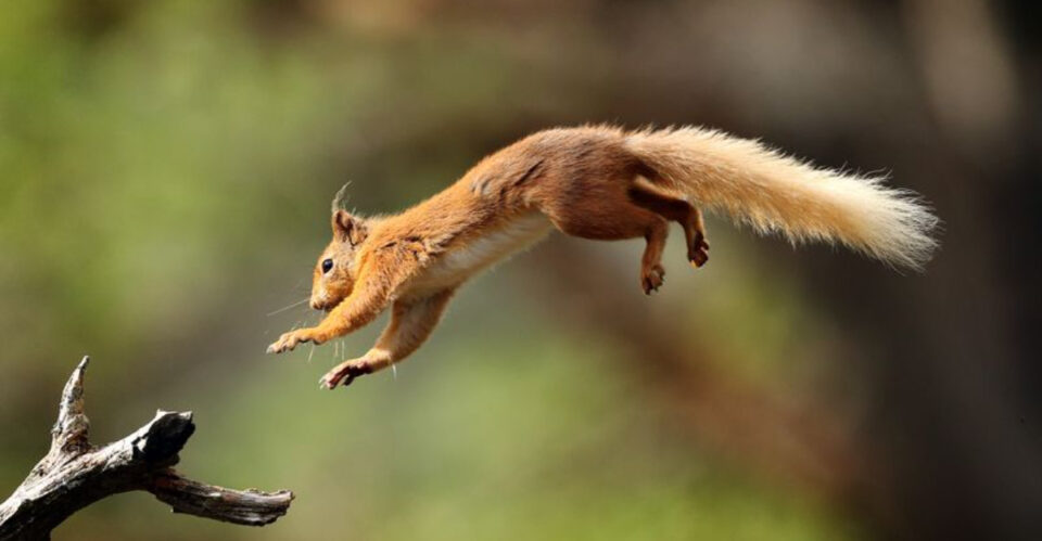 16 Things You Didn't Know About The Wild Animals In Your Local Park