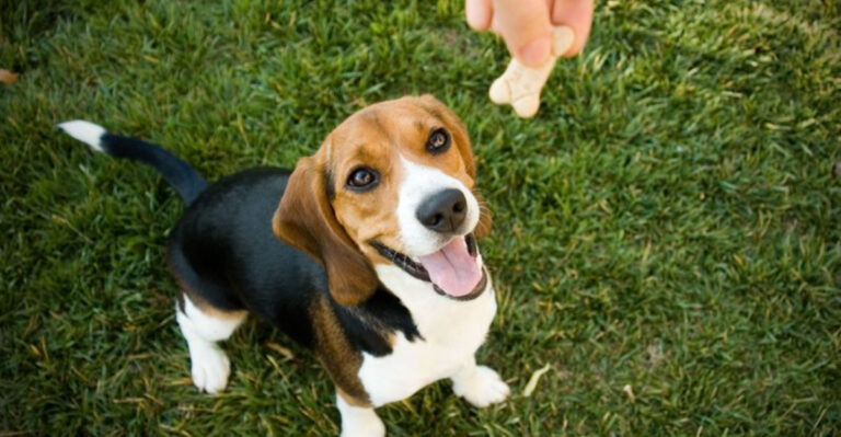 16 Tips To Help You Raise A Well-Behaved Dog