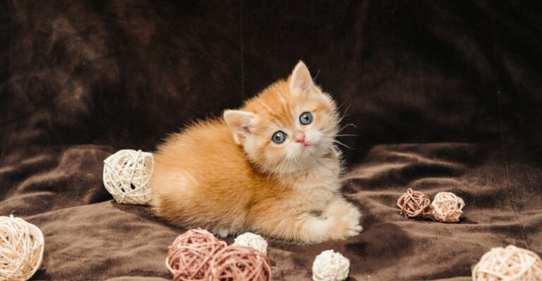 16 Traits That Make Kittens Irresistibly Cute (But Adult Cats Don’t Have)