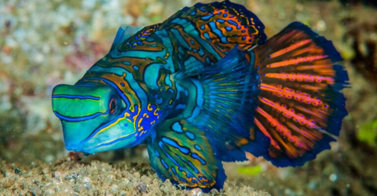 16 Tropical Fish That Beginners Should Avoid