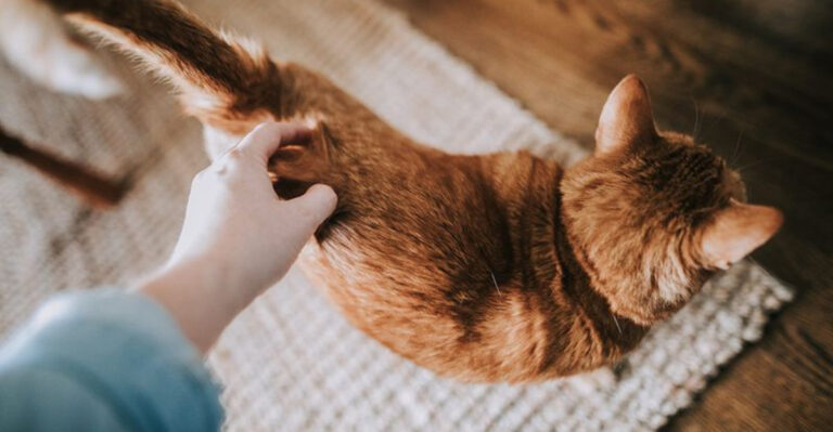 16 Types Of Unwanted Touches That Cats Don’t Tolerate