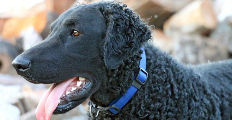 16 Unexpected Animals With Curly Fur You Didn’t Know About