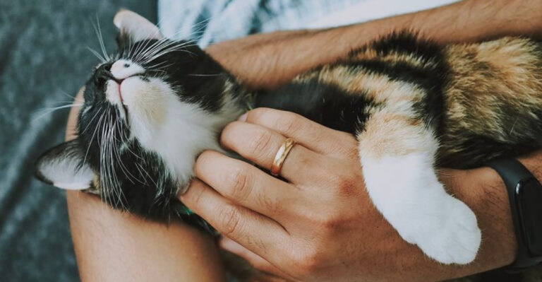 16 Unexpected Ways Your Rescue Cat Will Save You