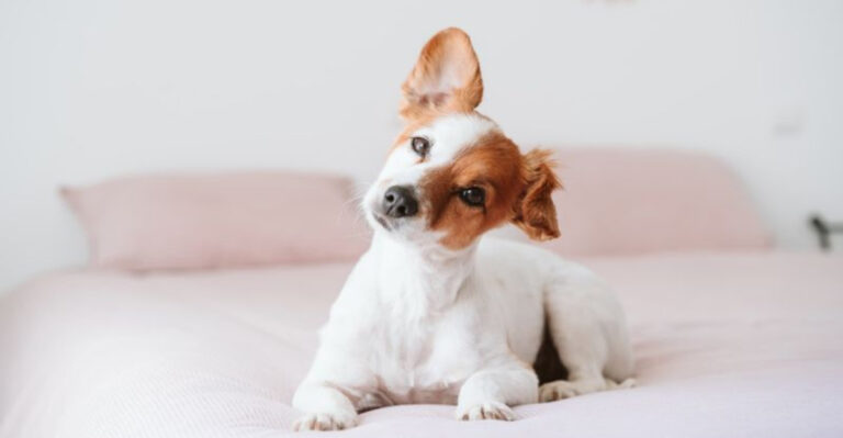 16 Unique Ways Your Dog Interacts With The World Around Them