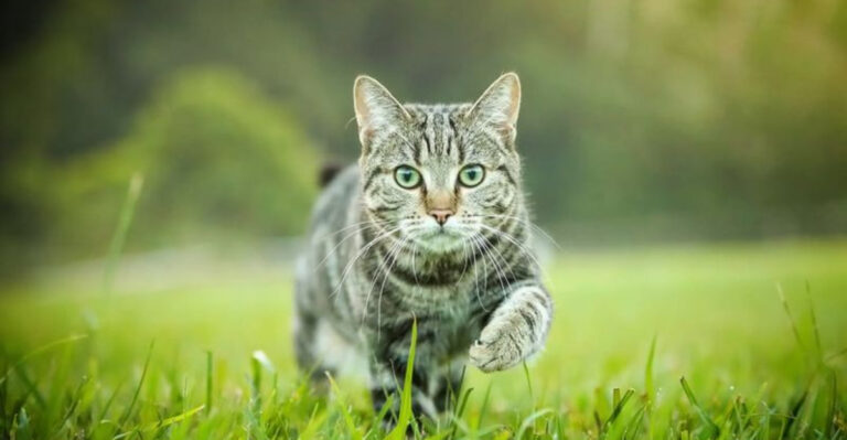 16 Unusual Pet Behaviors That Could Be Warning Signs