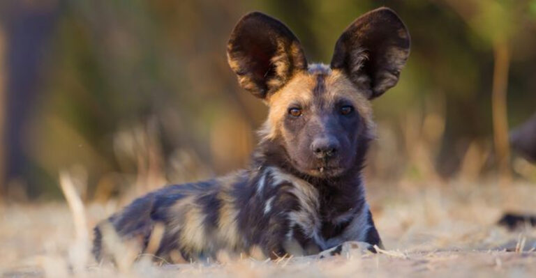 16 Ways African Wild Dogs Help The Environment