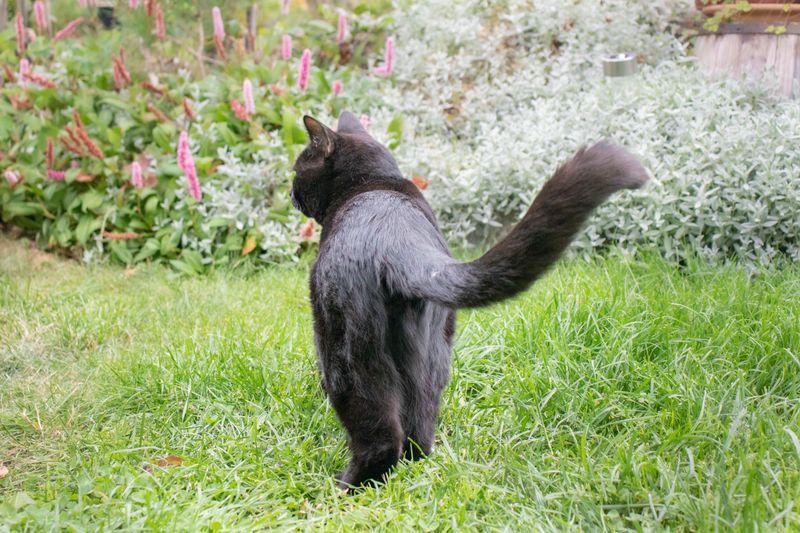 Butt Presentation