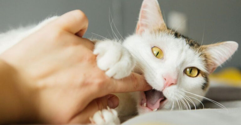 16 Ways Cats Show Affection That Might Look Like Rudeness