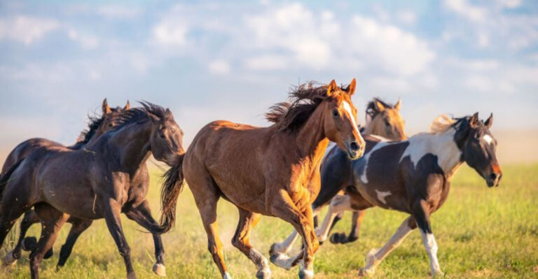 16 Ways Domesticated Horses Are Different From Wild Mustangs