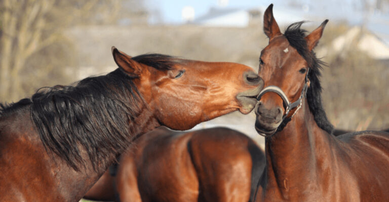 16 Ways Horses Show Emotions Like Anxiety, Loneliness, And Joy