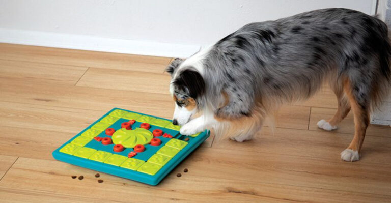 16 Ways To Keep Your Dog Mentally Stimulated