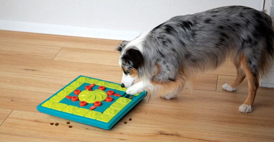 Ways to Keep Your Dog Mentally Stimulated Indoors - Featured Image