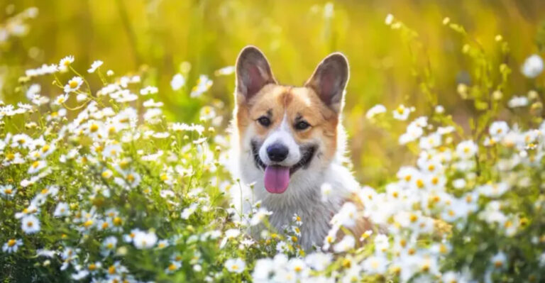 16 Ways To Keep Your Dog’s Coat Shiny And Healthy