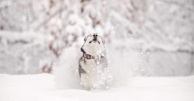 16 Ways To Know Husky Is The Right Dog For You
