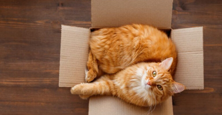 16 Weird Things Every Cat Owner Knows But Never Talks About